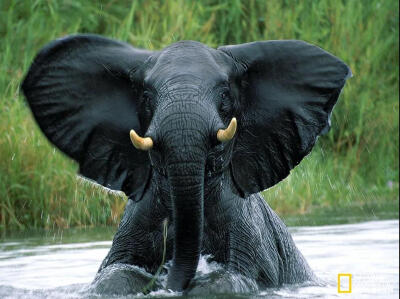 大象出浴
在位于马拉维（Malawi）的利翁代国家公园（Liwonde National Park）的希雷河（Shire River），一头突然浮出水面的公象把附近一艘船上的人们吓了一跳，摄影师Szakács Cukrász用一秒就将这一瞬间永久…