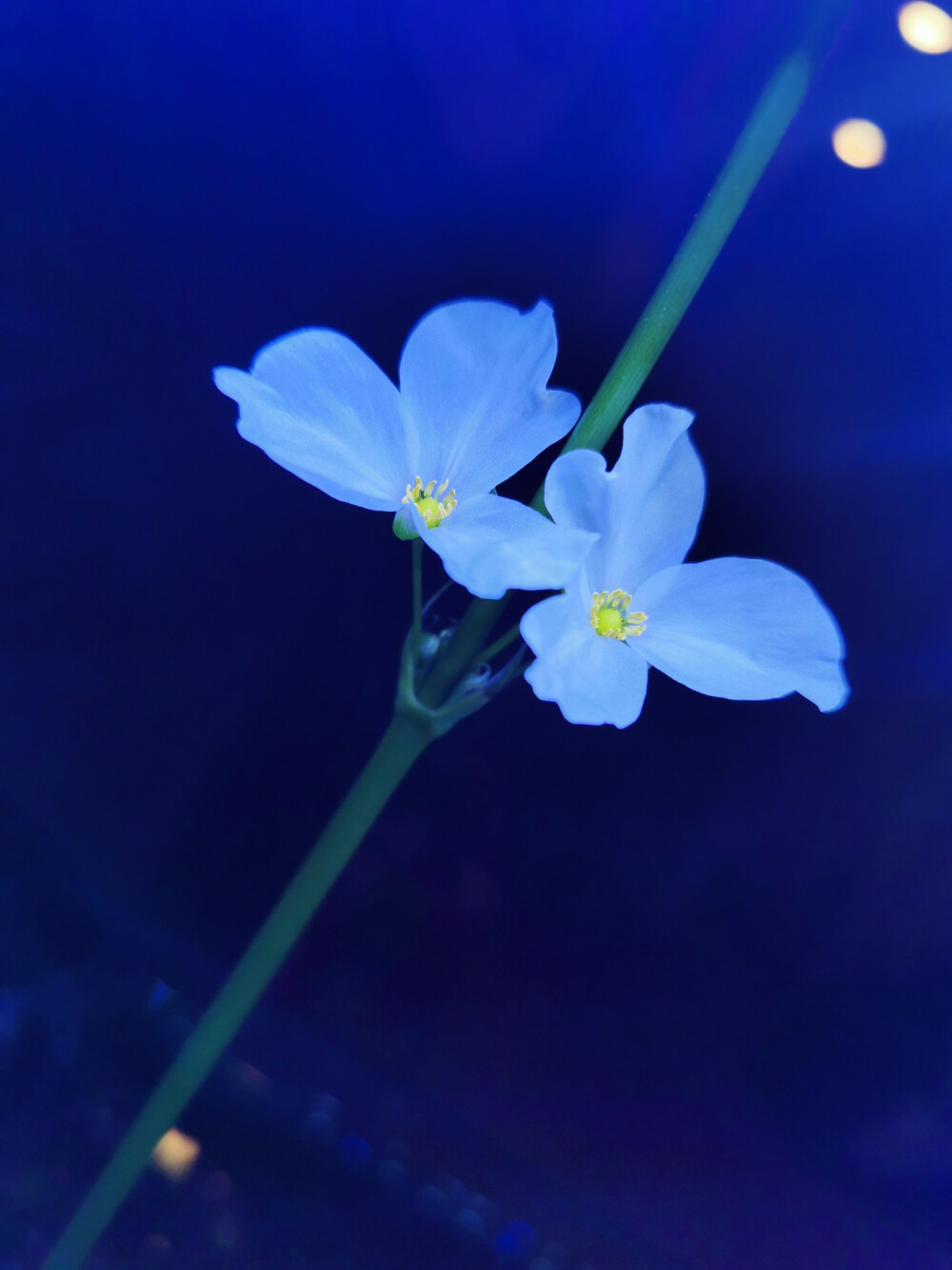 开花的水草