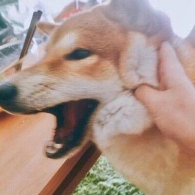 猫南北和狗东西