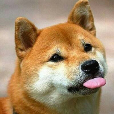 猫南北和狗东西