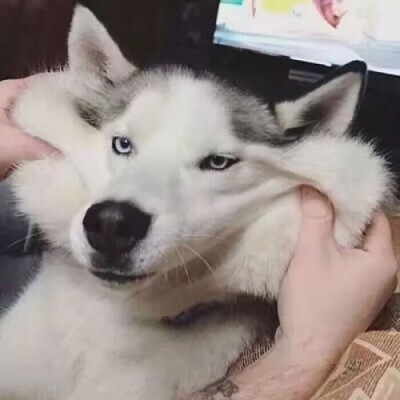 猫南北和狗东西