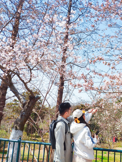 中山公园的樱花已经盛开啦