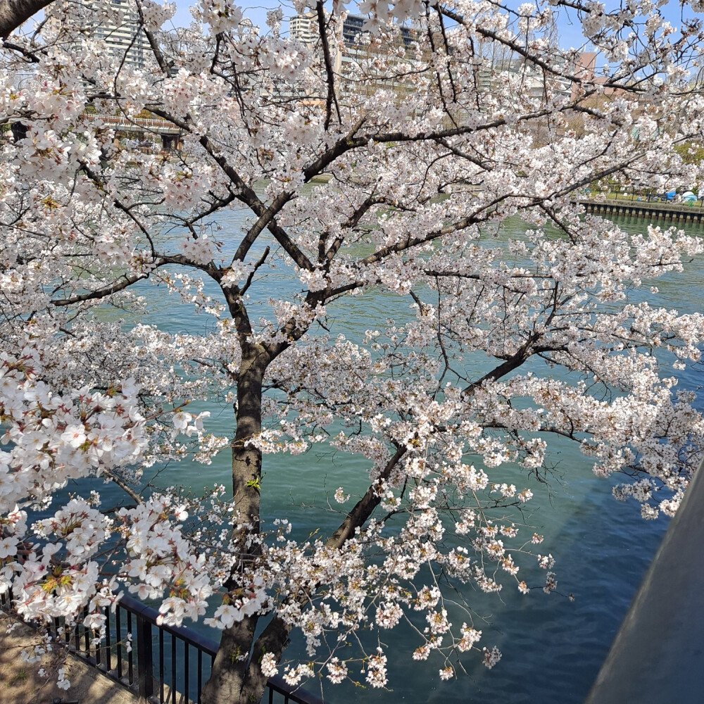 日本樱花 樱之宫