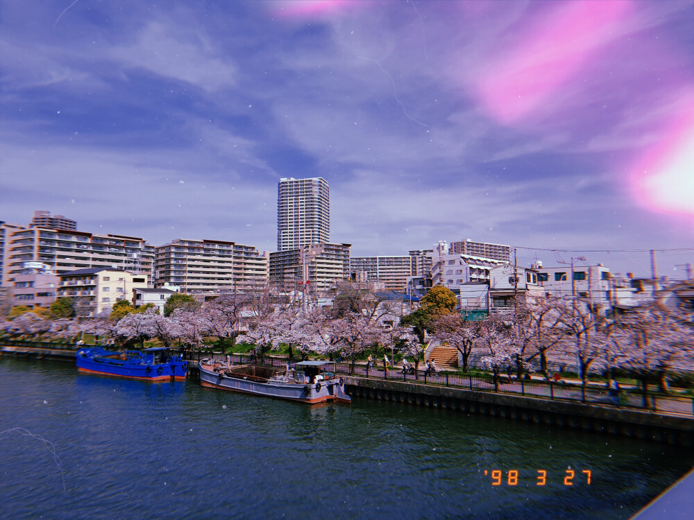 日本樱花
樱之宫