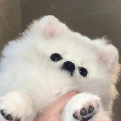 又有谁能拒绝一只小狗勾呢