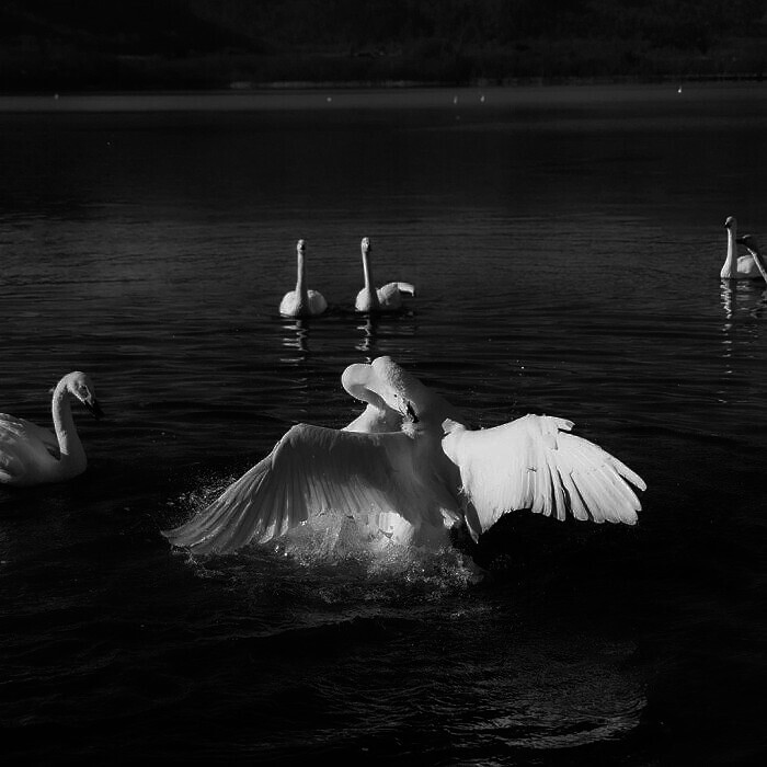 
“天鹅之恋 L'amour du cygne”