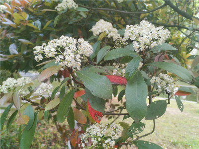 美丽吉安：石楠花开白如雪