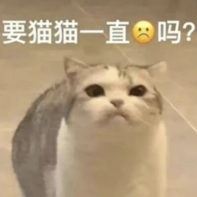 猫咪表情包可爱