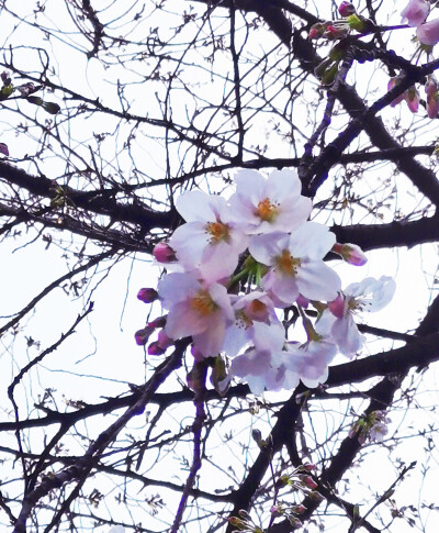 鸡鸣寺樱花啦～