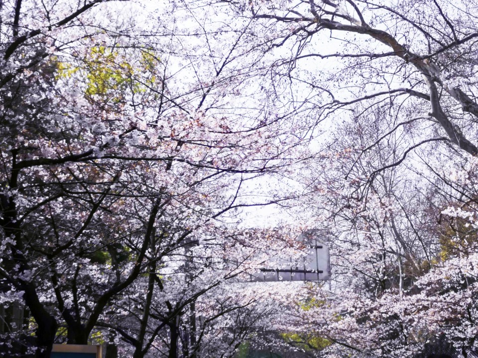 鸡鸣寺樱花啦～