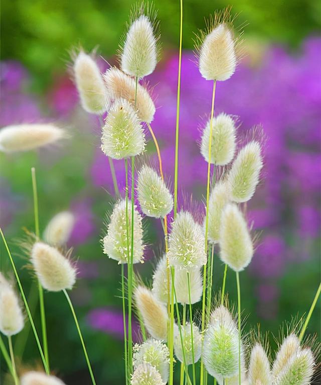 花花草草