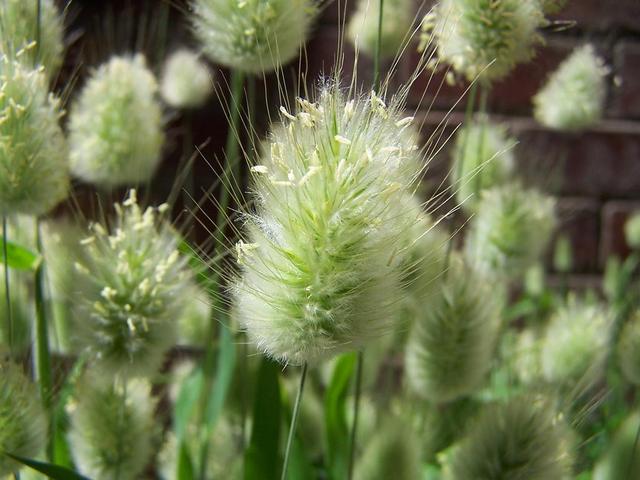 花花草草