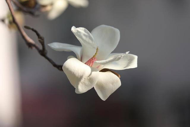 花花草草