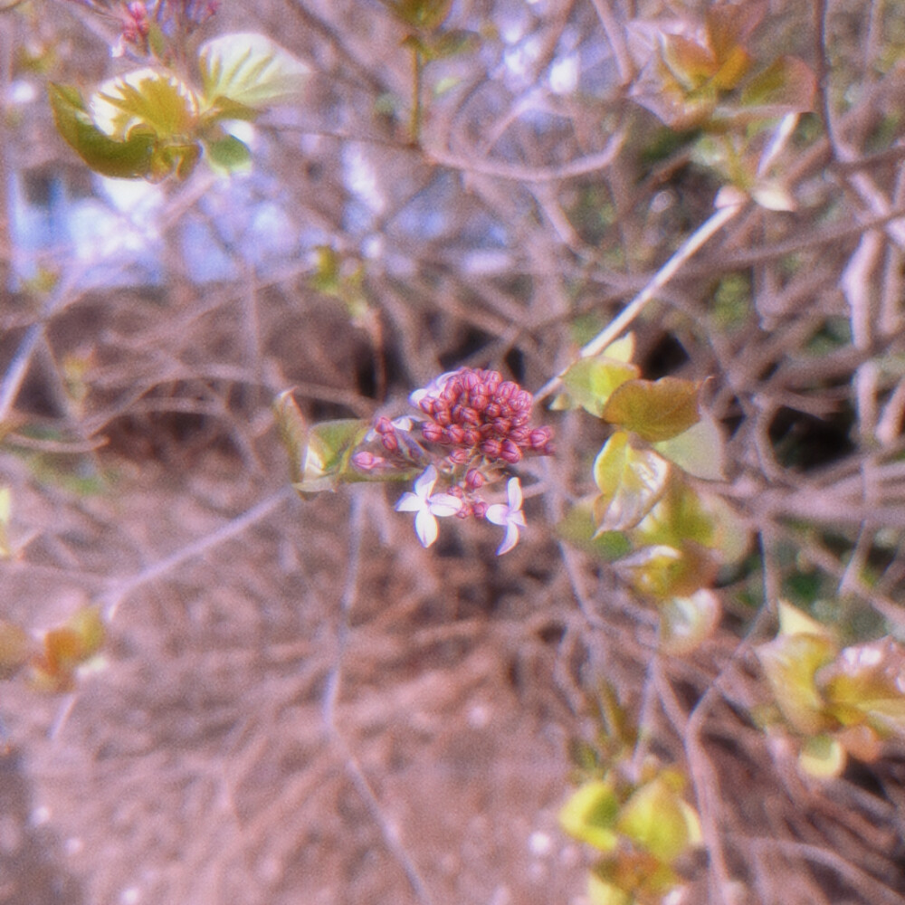 春田花花 春天是万物生长的季节呀！