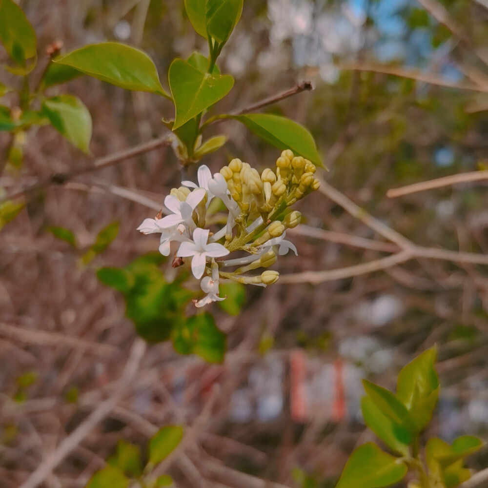 春田花花 春天是万物生长的季节呀！