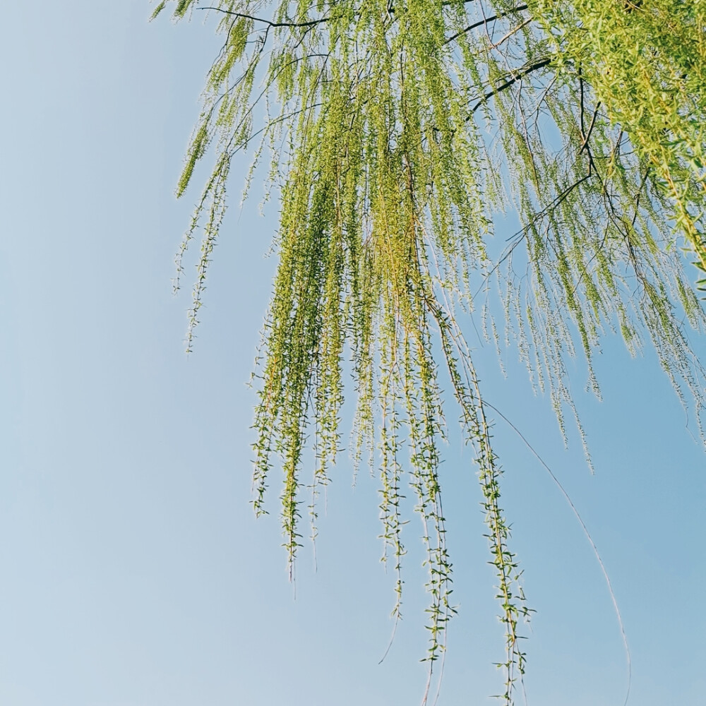 春田花花 春天是万物生长的季节呀！