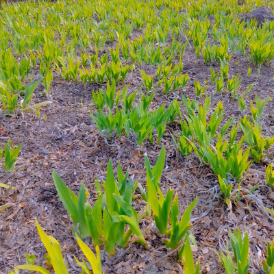 春田花花 春天是万物生长的季节呀！