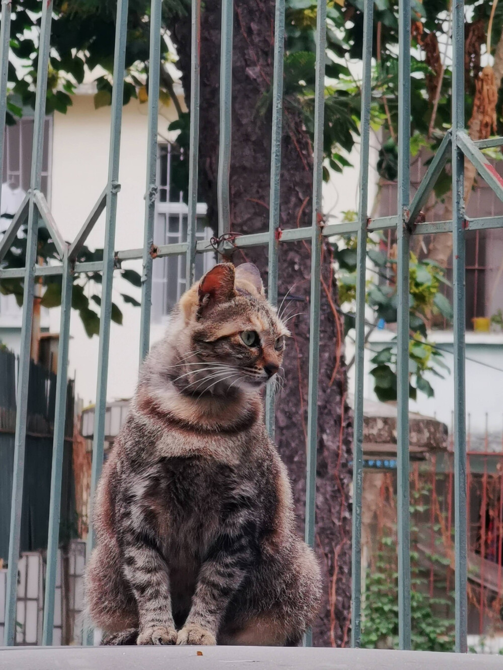 流浪猫