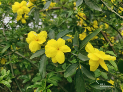 橘子洲头，
看万山红遍，
层林尽染。
......