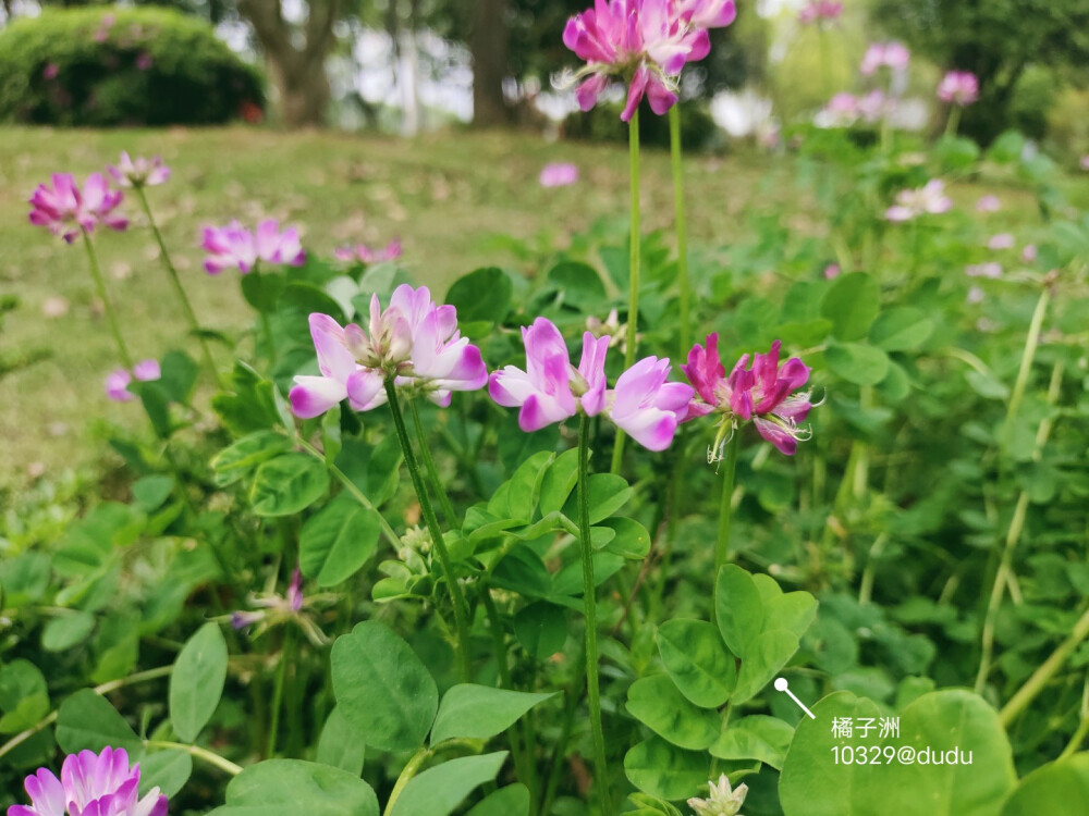 橘子洲头，
看万山红遍，
层林尽染。
......