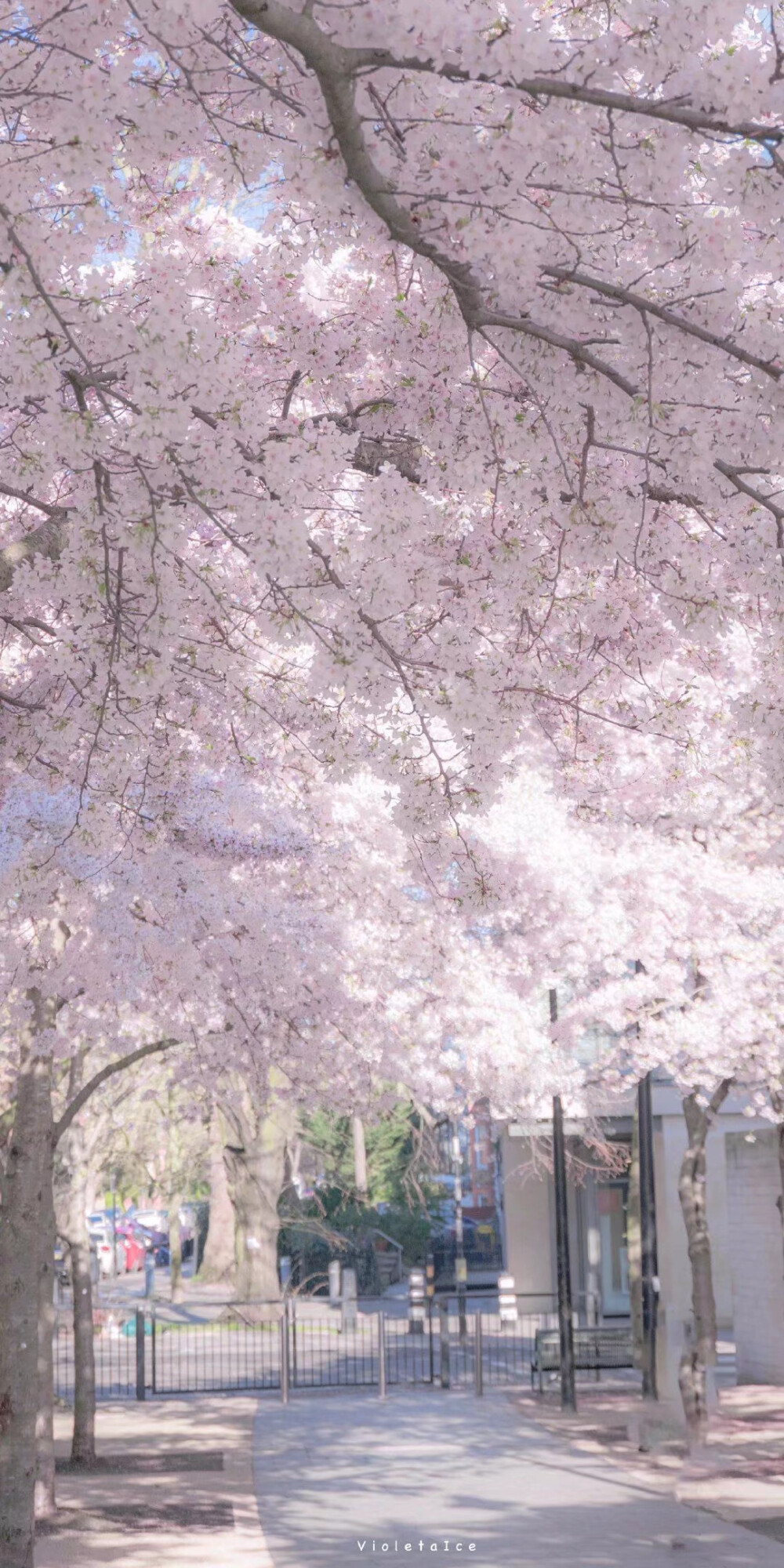 ——
十日樱花作意开，绕花岂惜日千回