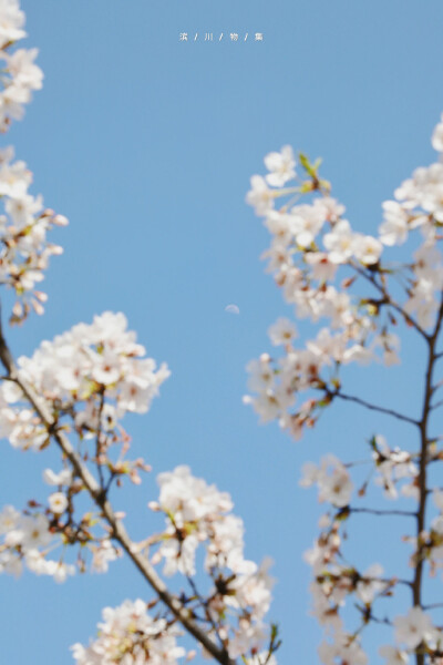 晴天赏花日记
©️滨川物集