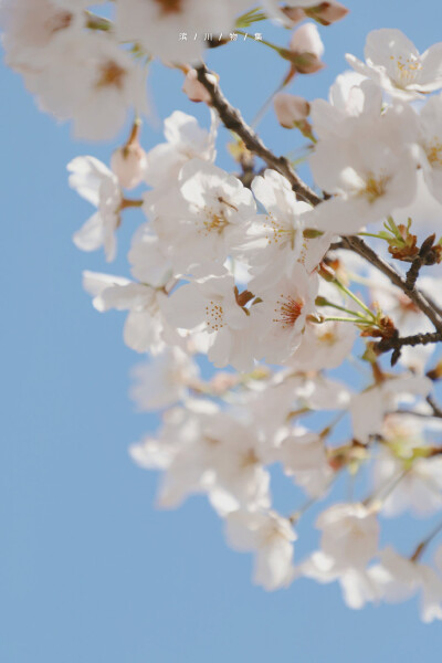 晴天赏花日记
©️滨川物集