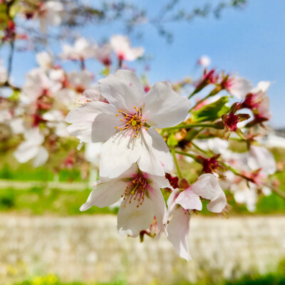 樱花