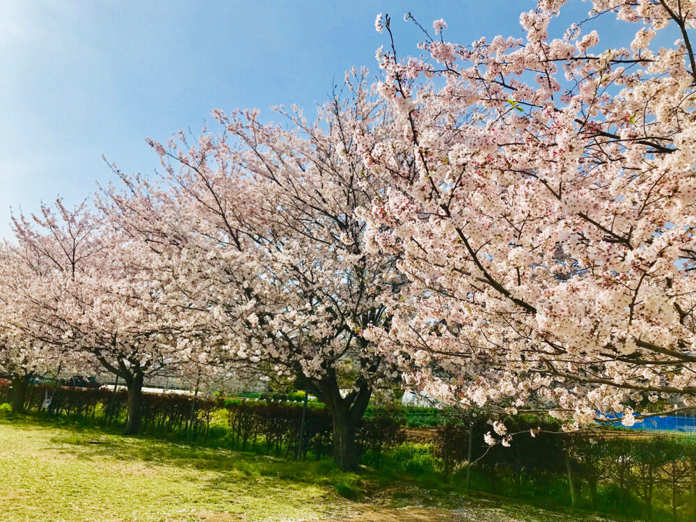 樱花