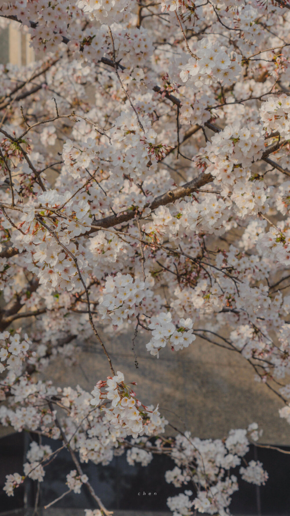 樱花，和春天 ​
摄影：©chenchenchenrr