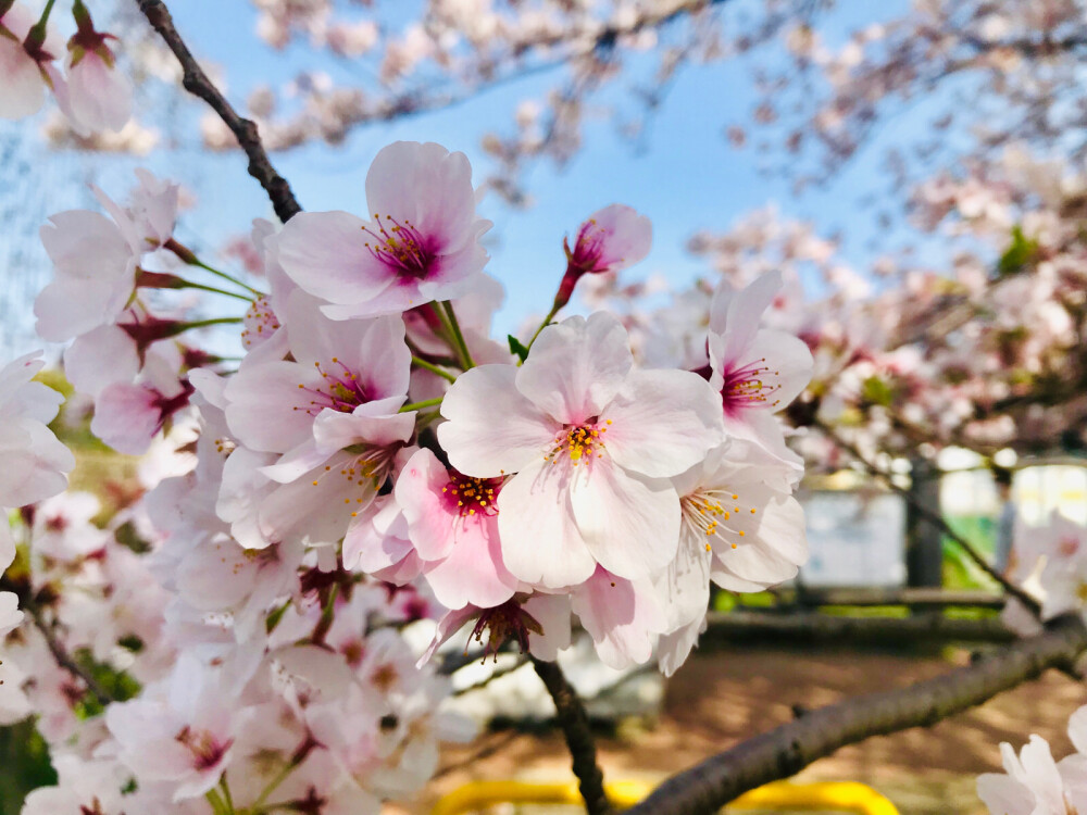 樱花