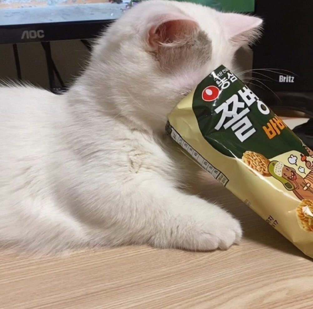 搞怪 动物 狗狗 猫猫 头像