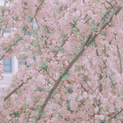 我想让风也开花
再送你一春的山花烂漫
摄影@任舒寒