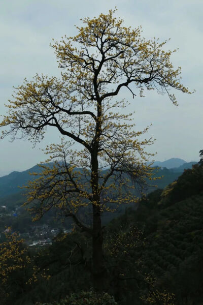 檫木属樟科檫木属，树形高大、优美，分布于长江以南及云贵地区，常生于疏林或密林中。