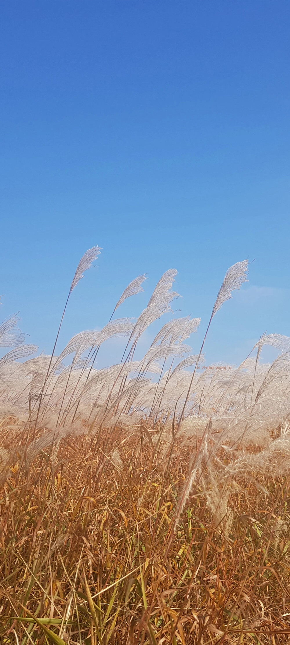 风景