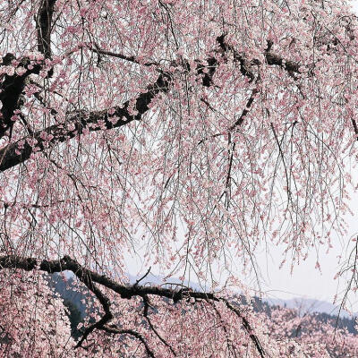 遇见你那天，樱花开满南山