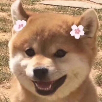 点赞加关注，让我冲个认证