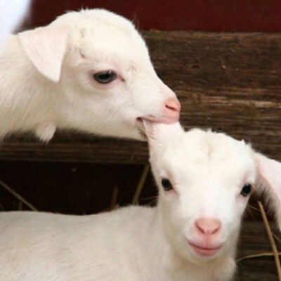 听说点赞加关注，喜欢的人也会喜欢你哦