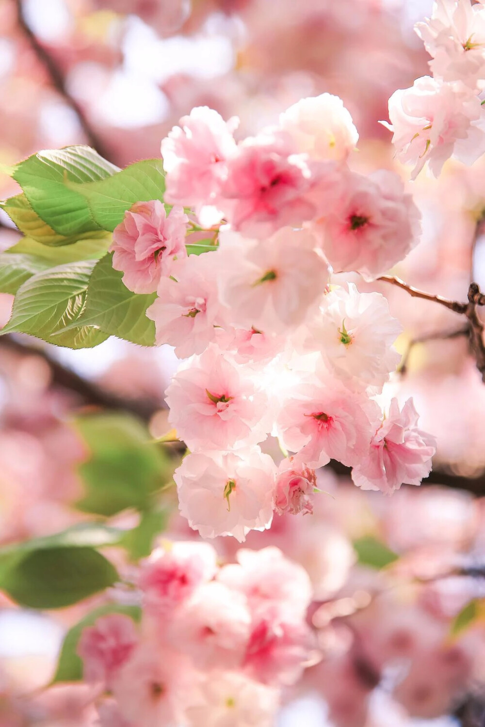 方方神奇#八重樱 - 堆糖,美图壁纸兴趣社区