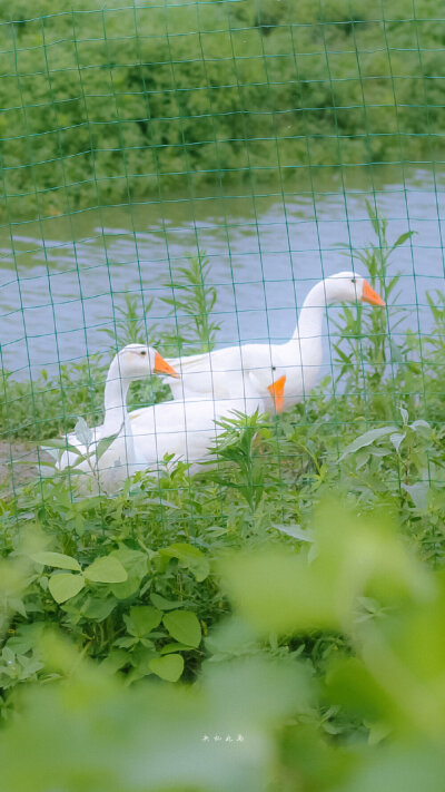 春日限定壁纸