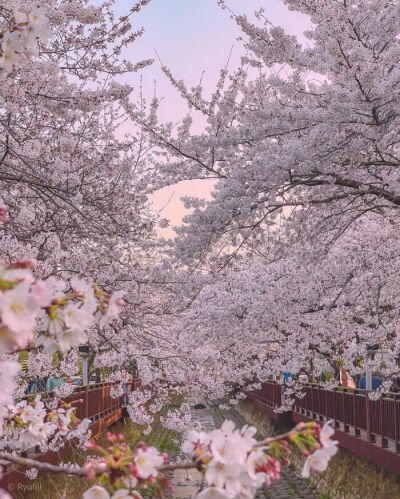 日本樱花季