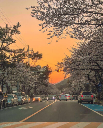 日本樱花季