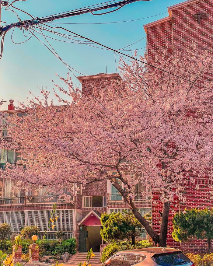 日本樱花季