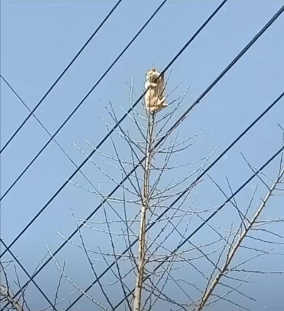 超可爱 个性 别致 小众 沙雕 情头