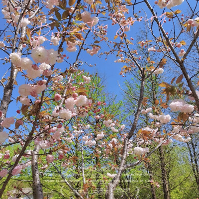 春日，花