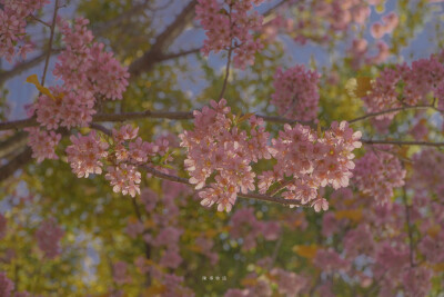 春日 风景 摄影
Cr 陳事物語