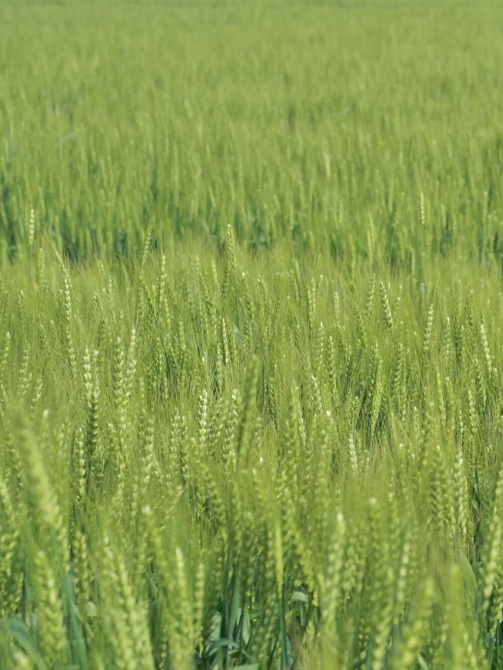绿色壁纸
