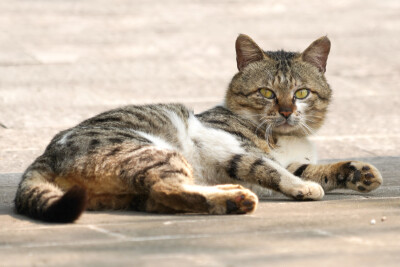 狸花猫