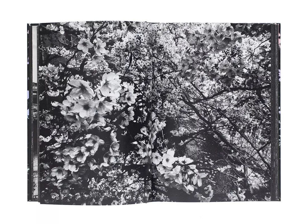 森山大道《Ango》
大师的黑白樱花呈现出了另一种怒放的生命力

