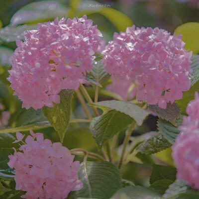 花海背景